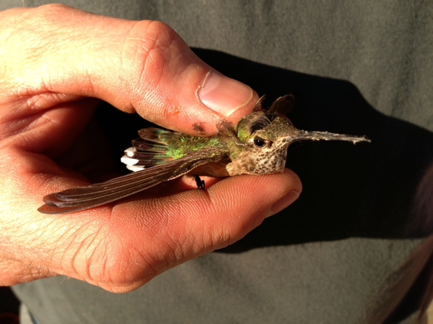 Proof that hummingbirds have feet!