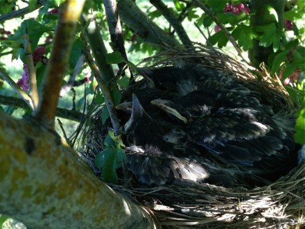 Baby Robins in the Nest