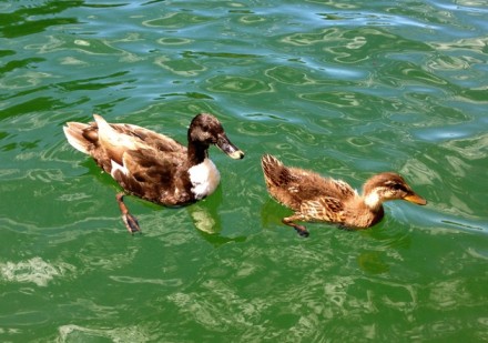 Two Ducklings paddling in the water