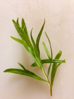 Tarragon Herb