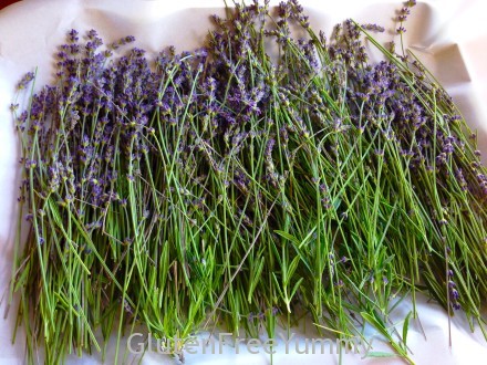Fresh Cut Lavender