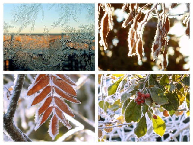 Hoarfrost Collage