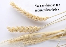 Modern vs Ancient Wheat