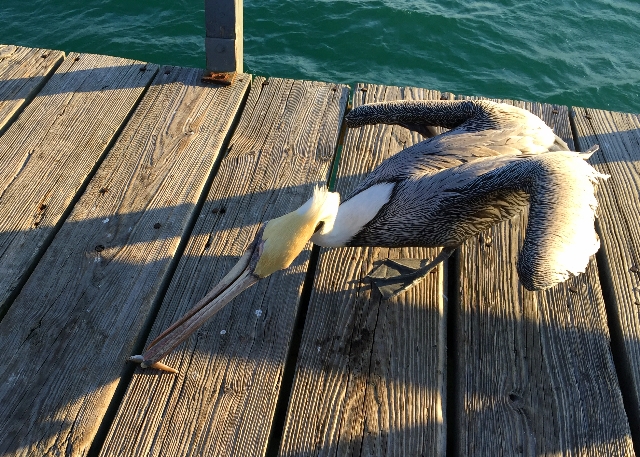 Pelican Eating a Fish