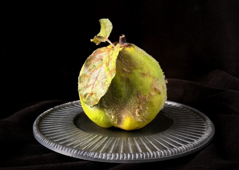 Quince on a Silver Plate