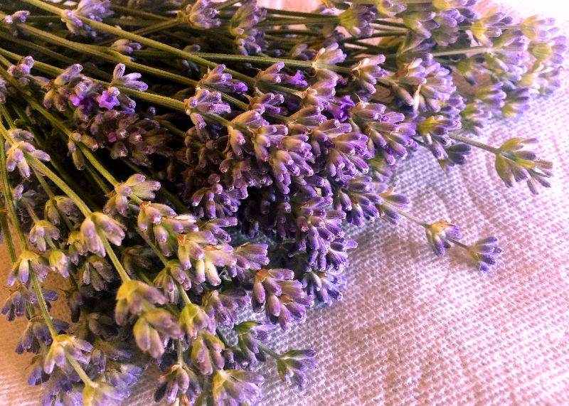 Fresh Cut Lavender buds