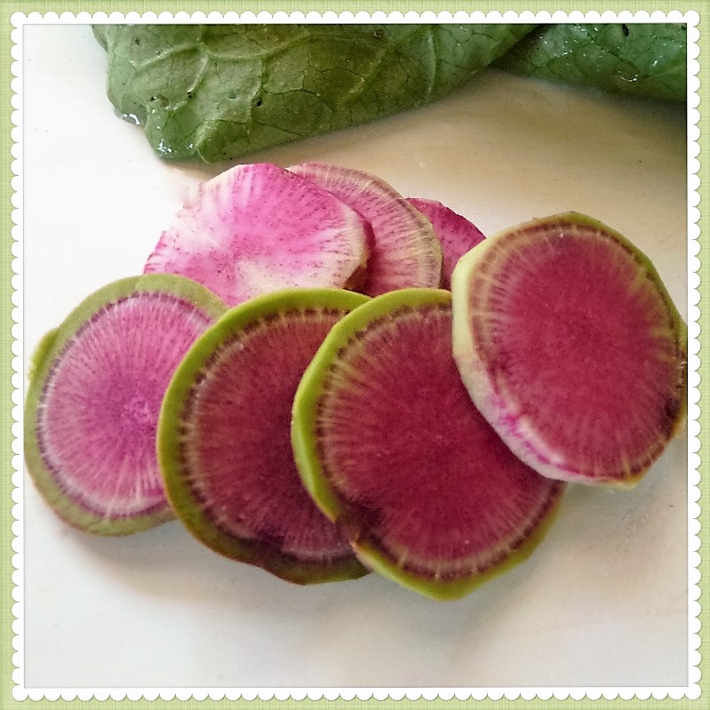 Watermelon Radish Pink Rounds