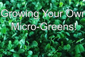 growing-your-own-micro-greens